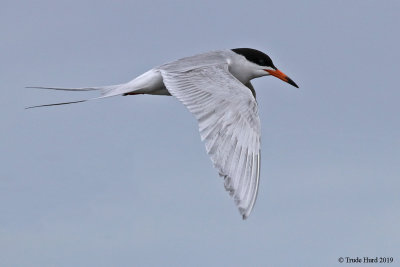 Forster's Tern in flight