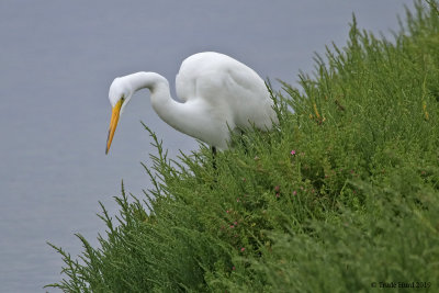 Great Egret hunting