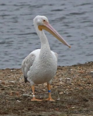 White Pelican with legs banded 