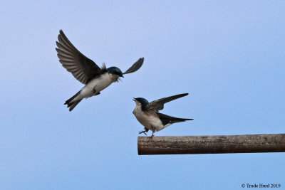 It's not your perch, it's my perch (Tree Swallows)