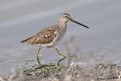 Has yellow legs but not a yellowlegs (dowitcher)
