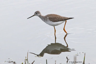 No this is a Yellowlegs 