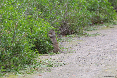 New groundskeeper (ground squirrel)