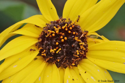 Ants on bush sunflower