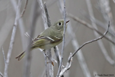 Ruby-crowned Kinglet 