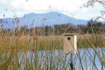 Tree Swallow Nest Box and Saddleback