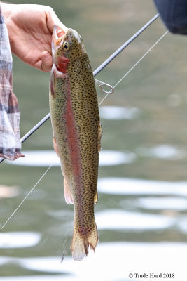 Beautiful trout (but it has fin rot)