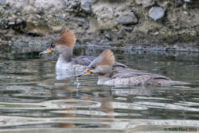 Hooded Merganser females