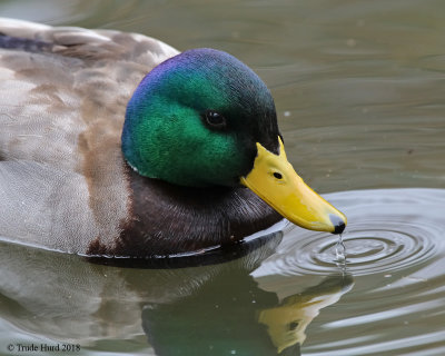 Mallard water droplet