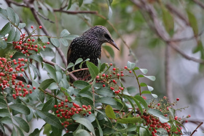 European Starling eating berries
