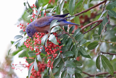 Western Bluebird eating berries 