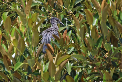 Yellow-crowned Night-heron in tree 