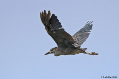 Yellow-crowned Night-heron flying back to tree