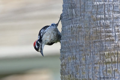 Nuttall's Woodpecker foraging on palm