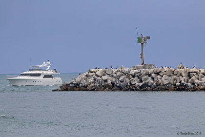 Nazca Booby returns to end of jetty