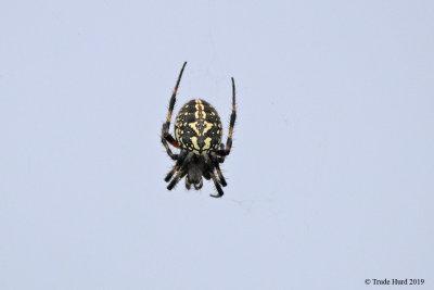 Argiope spider 