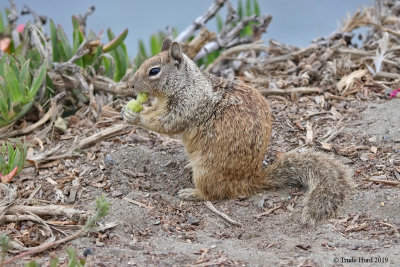 Ground squirrel eating