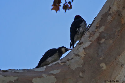 Acorn Woodpecker young picking adult's tail