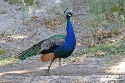 Male peafowl just being
