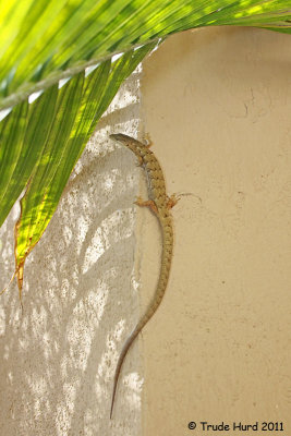 Alligator Lizard