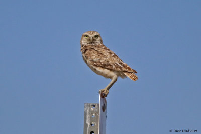 burrowing_owls_2019_august