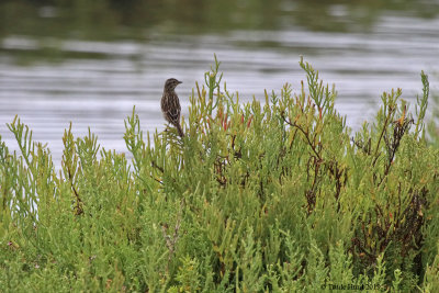 Usual view of Belding's Savannah Sparrow on Pickleweed