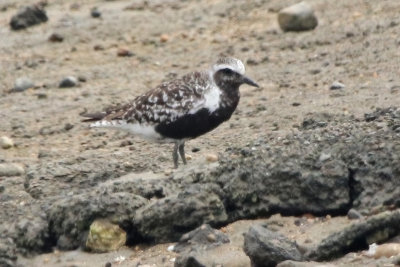 Black-bellied Plover in alternate plumage
