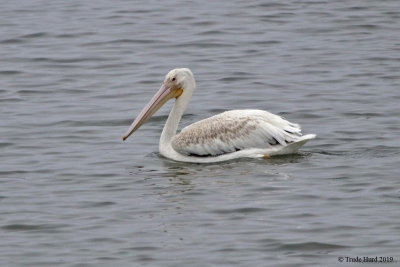White Pelican 