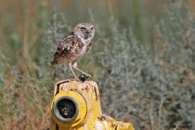 Adult eating 