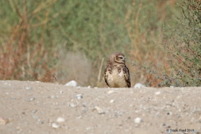 Owl down in burrow throwing dirt