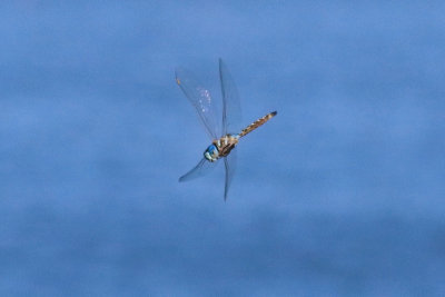 Blue darner dragonfly