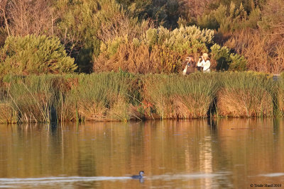 Enjoying birds