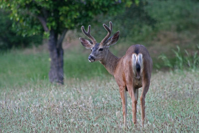 6 mule deer buck