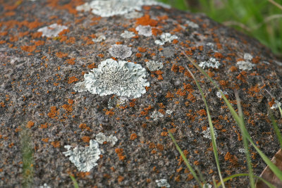11 lichen