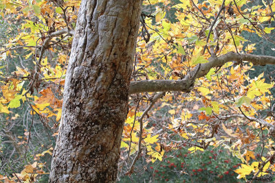 Sycamore trunk (affected by moth)