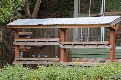 Never seen so many jays at the feeder!