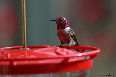 Anna's Hummingbird at feeder