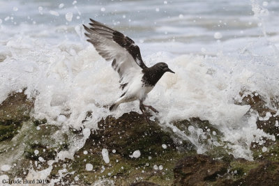 Black Turnstone showing the difficulties of living along rocky shores