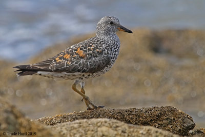 Surfbird in its breeding plumage before it migrates north