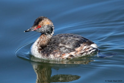Horned Grebe at Bolsa Chica showing its breeding plumage