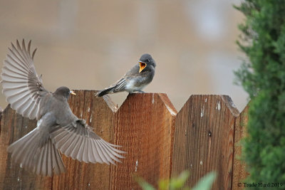 The last time..male Black Phoebe feeds his fledgling after female disappears and then he is gone too