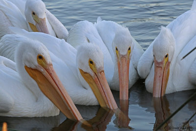 White Pelicans foraging for fish right in front of us at my marsh