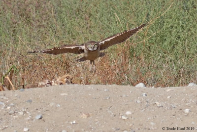 Burrowing Owl foraging right in front of photographers standing in the road