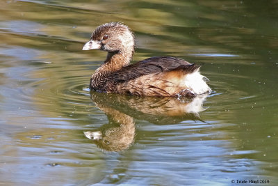 Pied-billed Grebe with its reflection