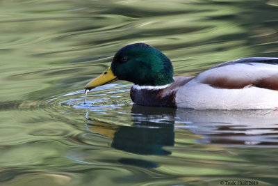 Mallard with a water drip and green swirling water