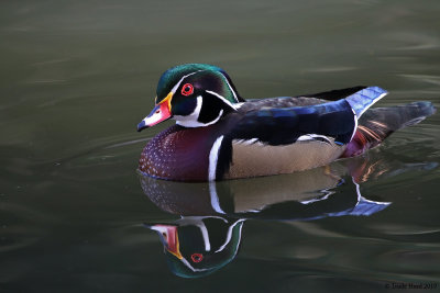 The Finale:  Wood Duck with its reflection 