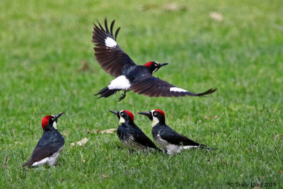 A few extra behaviors:  Acorn Woodpeckers feeding on the ground