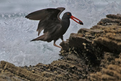 Black Oystercatcher eating a mussel and avoiding waves