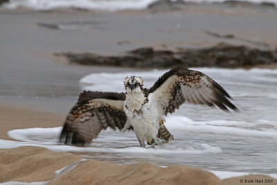 The Finale: I will always remember this Osprey catching a too-heavy fish and rowing to shore exhausted