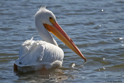 White Pelican shows breeding knob starting